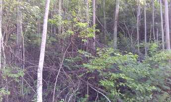 Imagem 7: VENDO CHACARA COM RIACHO NA CIDADE DE ROLANTE