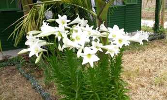 Imagem 6: Viamão - Terreno Padrão - Itapuã