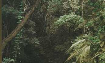 Imagem 6: Vendo um lindo terreno com vista para à natureza