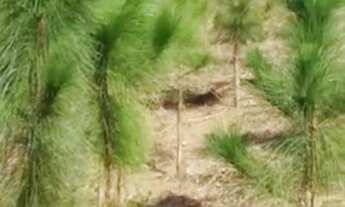 Imagem 5: Vendo chácara em Quatro barras pr