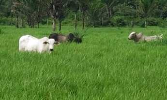 Imagem: 175 hectares pronta por R$1.3 milhões de