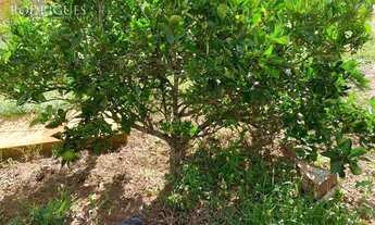 Imagem 6: Terreno à venda