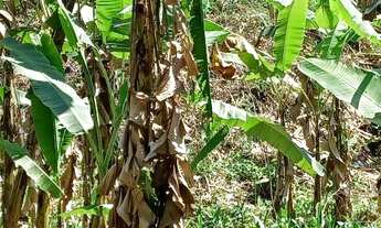 Imagem 2: Vendo terreno no Rio pequeno 15 min de Paraty