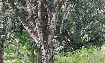 Imagem 3: Vendo maravilhoso sítio em Nazaré das farinha