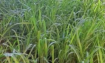 Imagem 3: Lote são Sebastião 150mil, QD 206