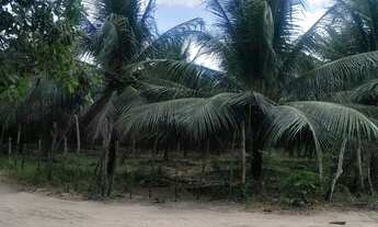 Imagem 4: Terreno bem localizado em Paraipaba