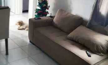 Imagem 4: Venda - Apartamento na Serraria - Com ar condicionado