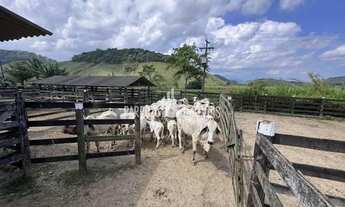 Imagem 7: Barrozo Imóveis - Fazenda a venda com 325 ha (67.14 alq) toda no pasto e plantação milho