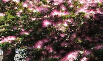 Imagem 6: Casa 2 quartos com área total de 1.200m² - Canoas