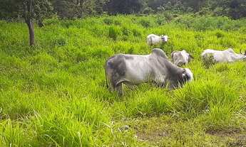 Imagem 3: Fazenda Fazenda / sítio com venda por R$4.000
