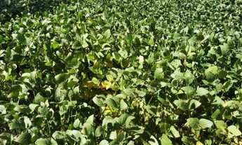 Imagem: Lote/terreno à venda em Encruzilhada Do