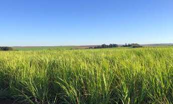 Imagem 4: Fazenda 96 Alqueires, Região de Botucatu-Sp