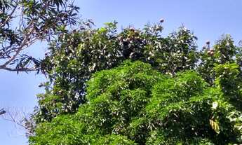 Imagem 3: Sítio no Lago do Juma, Autazes-Am