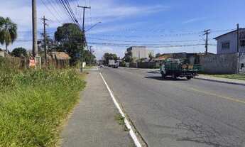 Imagem 6: ÁREA EM PINHAIS