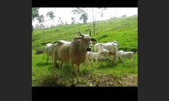 Imagem 2: Fazenda em Santa Tereza sentido Ponte Alta