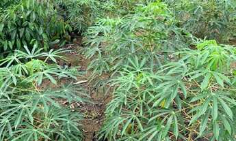 Imagem 2: SÍTIO COM 100HECTARES COM ÁRVORES FRUTÍFERAS E MUITO MAIS