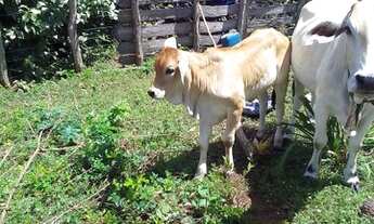 Imagem 4: Propriedade rural