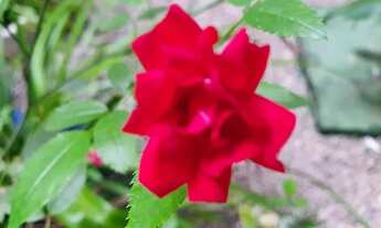 Imagem 4: Apartamento para aluguel tem 49 metros quadrados com 2 quartos