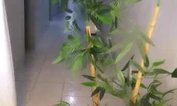 Imagem 2: Casa disponível para troca em São José da Laje