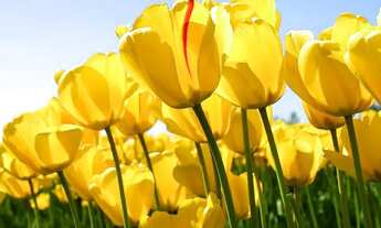 Imagem: Sobrado com 3 dormitórios à venda, 180