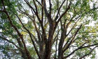 Imagem 7: Terreno - Tanquinho Velho - Jaguariúna