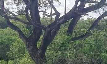 Imagem 3: Ajio de chácara