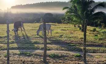 Imagem: Sítio Bino farias