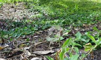 Imagem 7: Terreno à venda, 560 m² por R$ 135.000,00 - Serra Grande - Niterói/RJ