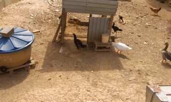 Imagem 7: TERRENO COMERCIAL E RESIDENCIAL À VENDA, 250M², JARDIM MONTE ALTO - GUARULHOS.GRU/SP