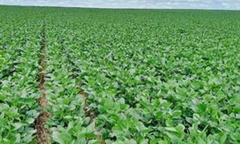 Imagem: Arrendamento para soja