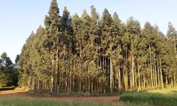 Imagem: Lote/terreno à venda em Três Palmeiras