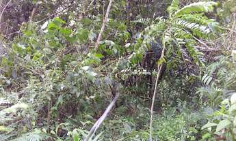 Imagem 6: VENDO CHACARA COM RIACHO NA CIDADE DE ROLANTE