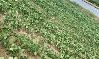 Imagem 4: Lote/terreno à venda em Encruzilhada Do Sul