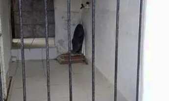 Imagem 7: Vendo uma boa casa . Vasco da gama