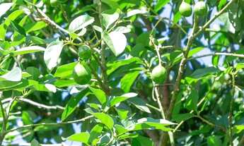 Imagem 7: Viva a magia da Serra da Ibiapaba em seu próprio paraíso!