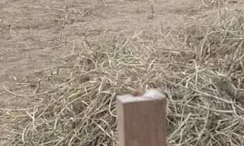 Imagem 3: Terreno 7/15 no nova vitória