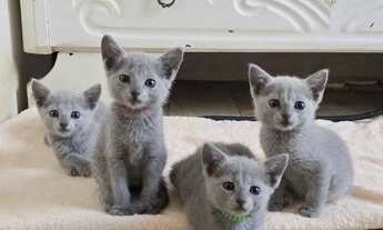 Imagem: Promoção de fim de Ano Gatinho Russian