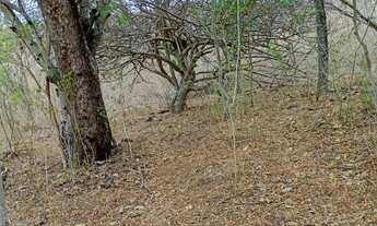 Imagem 7: Vendo 36 tarefas de terra em Itaberaba-BA