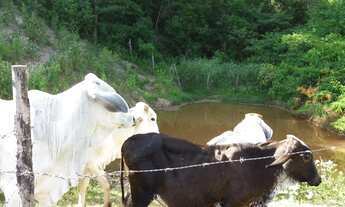 Imagem 5: Terreno de 9,7 alqueires