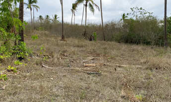 Imagem 3: Oportunidade em Glória do Goitá 4.2 hectare