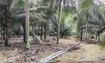 Imagem 6: Vende uma excelente fazenda com pés de coco