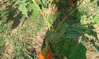 Imagem 3: Terreno à venda