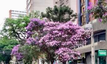 Imagem 5: Apartamento para aluguel possui 42 metros quadrados com 1 quarto em centro - Curitiba - P