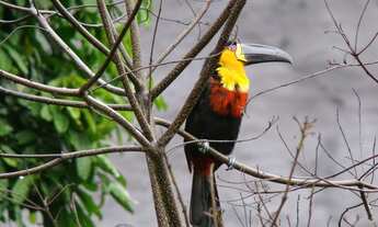 Imagem 6: Ótimo 3 quartos no Alto Laranjeiras!!!!