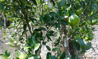 Imagem 6: Chácara na praia com 3 quartos, arvores frutíferas. a. Imóvel medindo 1.800 metros quadrad