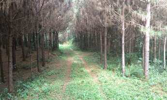 Imagem: Sítio em Gaspar-Belchior Alto/SC