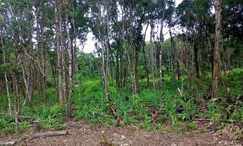 Imagem 5: Vendo chácara em guaratuba