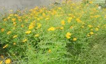 Imagem 3: VENDE-SE CASA BEM LOCALIZADA NA ILHA DE COLARES