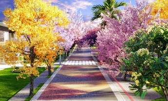 Imagem 5: Lote Vinhas Flamboyant