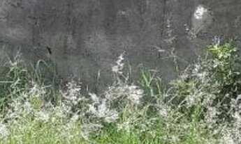 Imagem 3: Belo terreno no Adalgiza, com 250 metros, 10 x25, leve declive